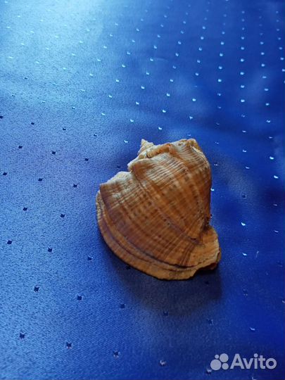 Ракушка морская