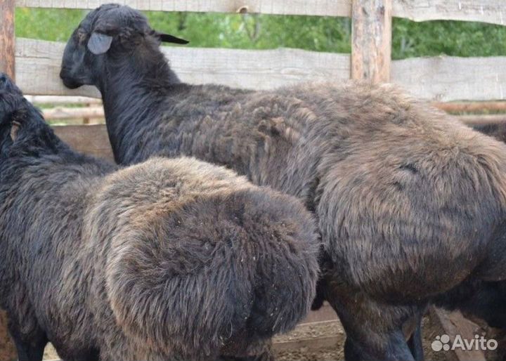 Бараны живым весом
