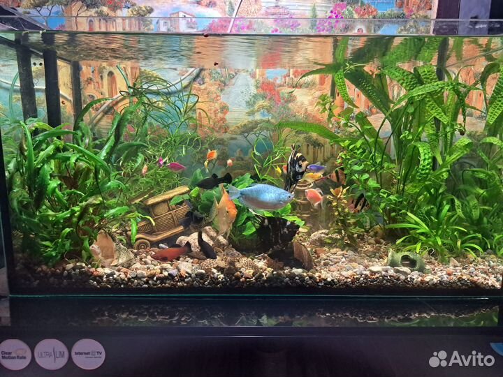 Аквариум