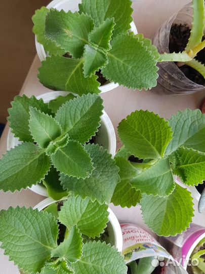 Мята комнатная