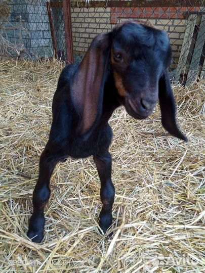 Нубийский козлик