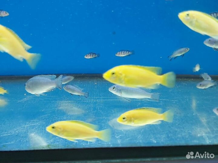 Малавийские цихлиды