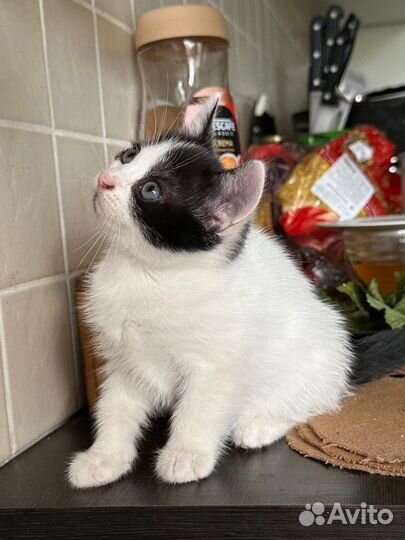 Котята 1,5 месяца