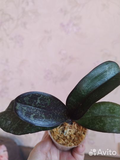 Орхидея Saribbian Sunset Schilleriana