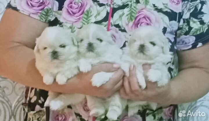 Эксклюзивные щенки