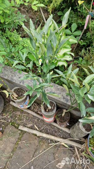 Кумкват апельсин мандарин лимон. Цитрусовые