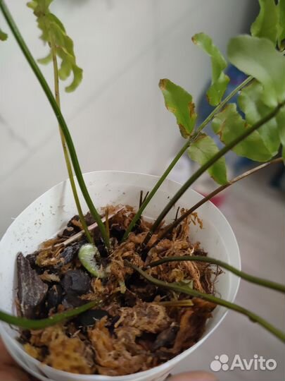 Папоротники (нефролепис) тигр (тайгер) и безымяшка