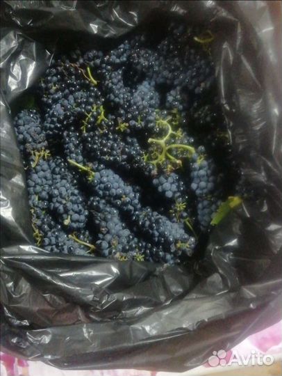 Продаём виноград (винные сорта )