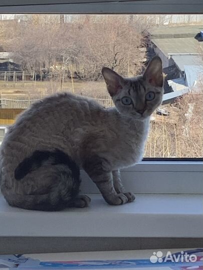Кошечка Девон-рекс