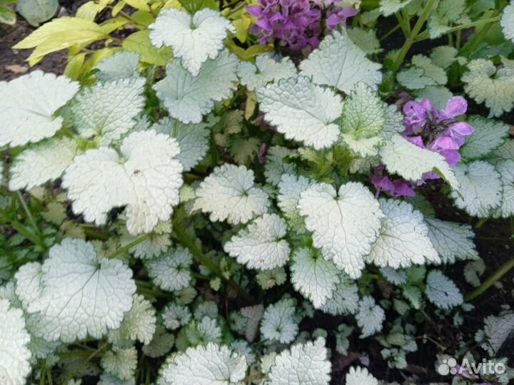 Яснотка пестролистная