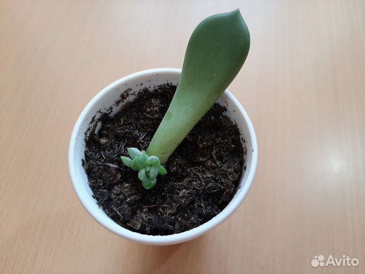 Суккулент Эхеверия