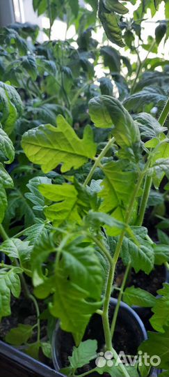 Продам томаты(помидоры)