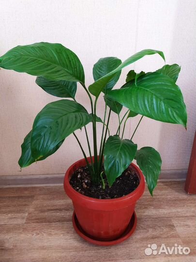 Спатифиллум(