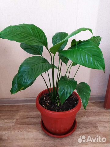 Спатифиллум(