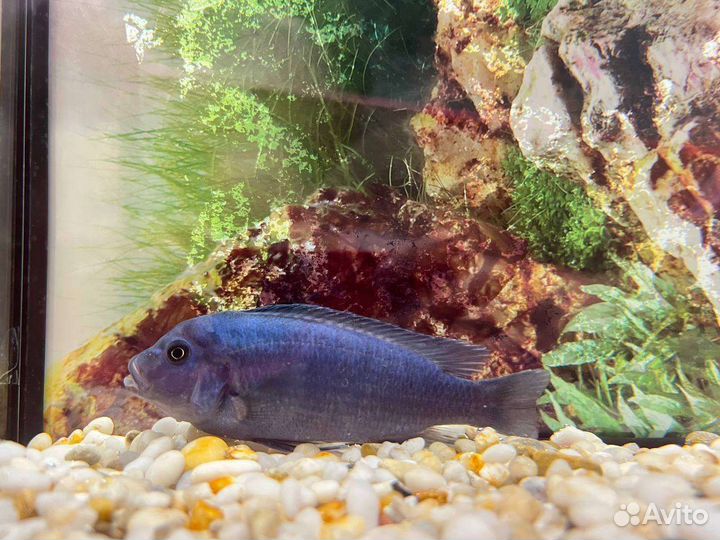 Рыбки Цихлиды, Голубая зебра самец