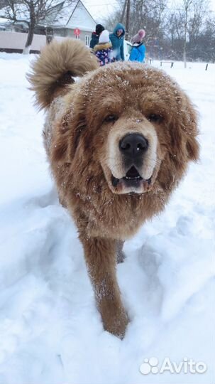 Тибетский мастиф вязка