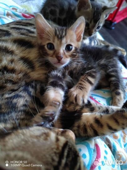 Бенгальские котята