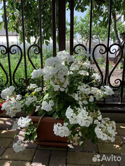 Продаю Герань пеларгония