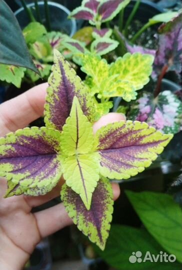 Колеусы сортовые