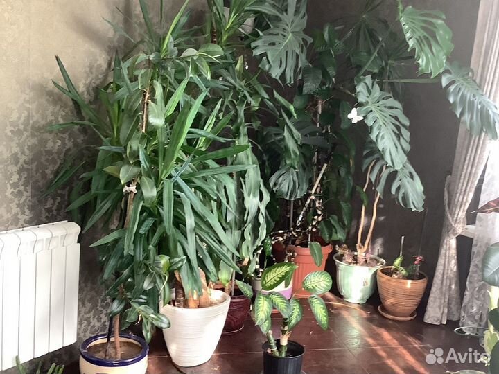 Цветы -крупномеры для зимнего сада или для офиса