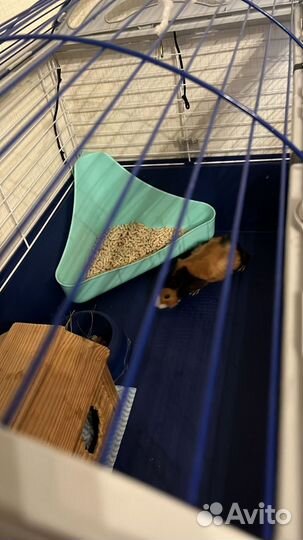 Морская свинка с клеткой