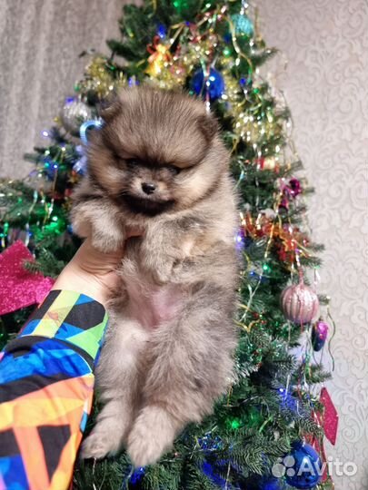 Померанский шпиц девочки и мальчики крем и рыжули