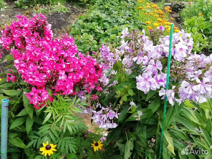 Флоксы многолетние