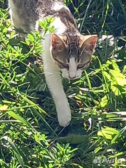 Котята мальчики в добрые руки