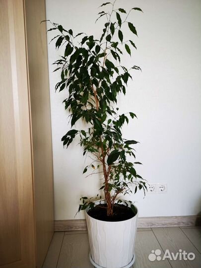 Фикус бенджамина большой