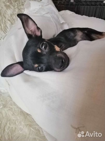 Приглашает на вязку