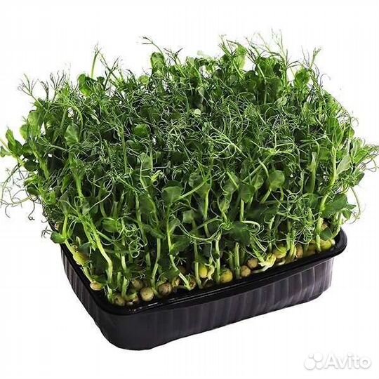 Микрозелень горох