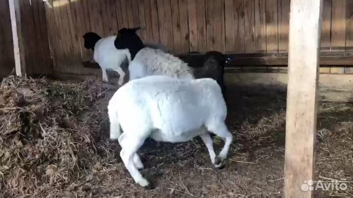 Дорперы черноголовые и белые, овцы, ярки, ягнята