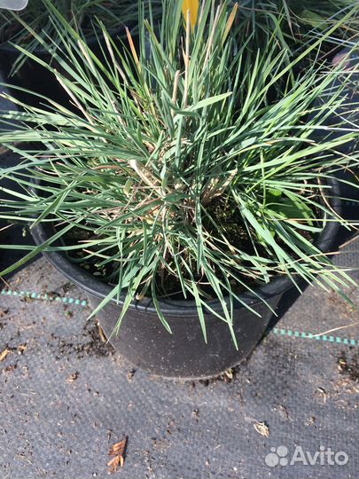 Декоративные злаки