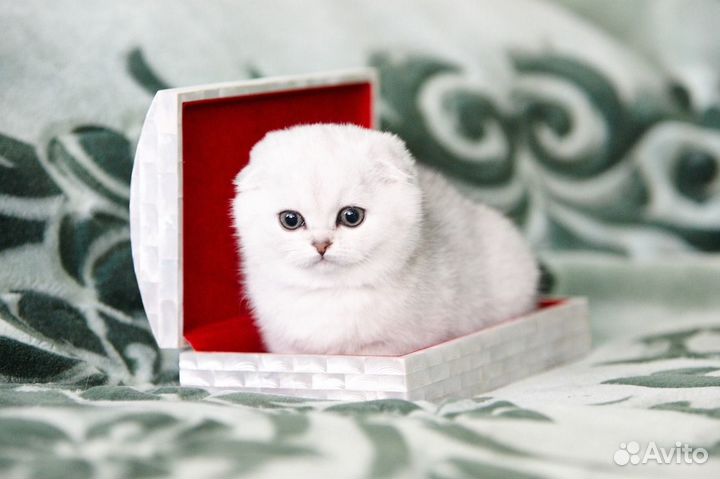 Вислоухие и прямоухие серебристые шиншиллы