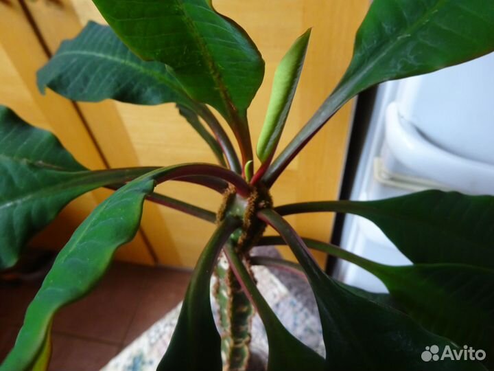 Молочай беложильчатый 30 см