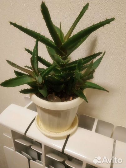 Суккуленты-андромискус, алоэ скуарроса, гастерия