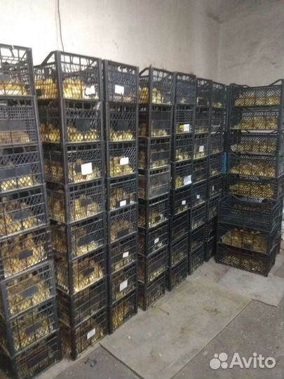 Утёнок суточный