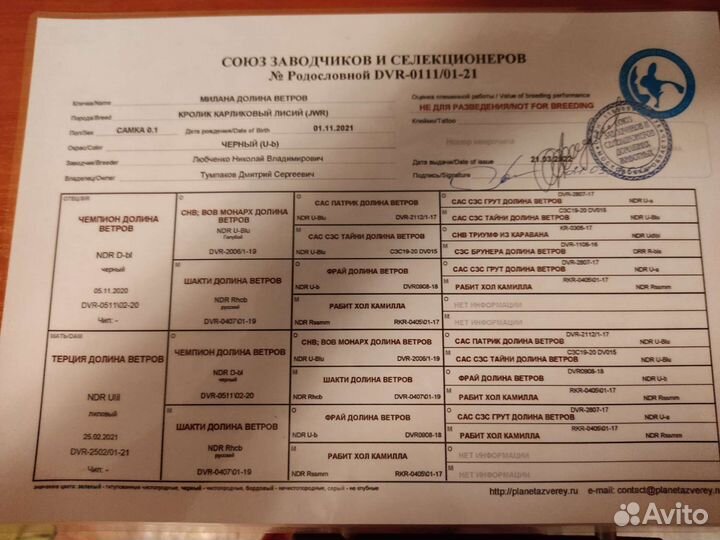 Декоративные кролики в добрые руки