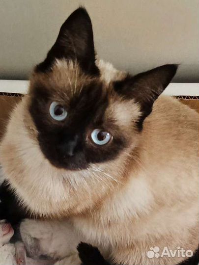 Котята в добрые руки, читайте описание