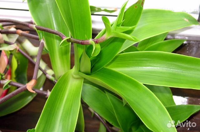 Растение-целитель Золотой ус