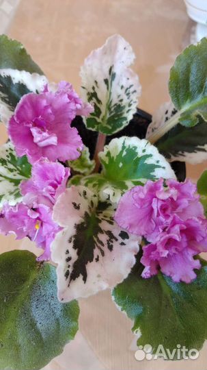 Фиалки цветущие в горшке