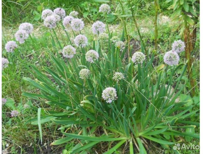 Растение лук-слезун