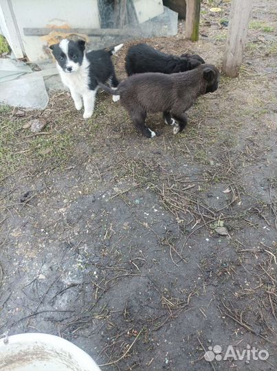 Щенята дворняги