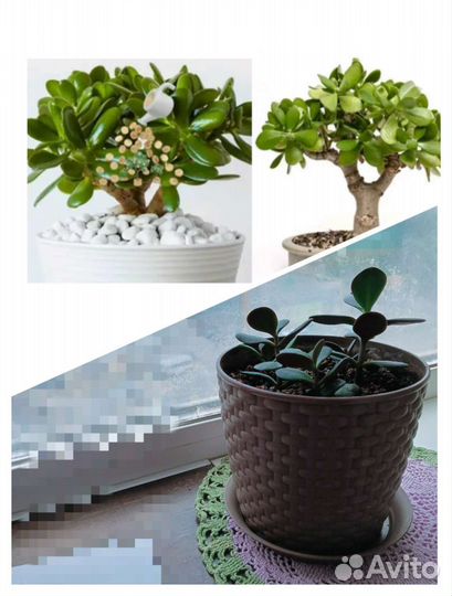 Толстянка денежное дерево в горшке