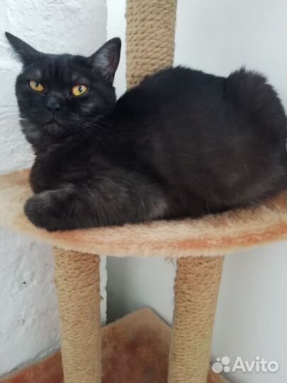 Кошечка в добрые руки