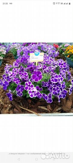 Петуния вегетативная