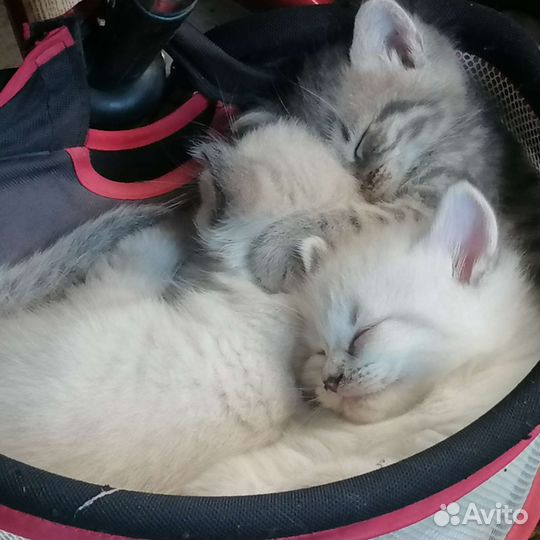 Котята в дар