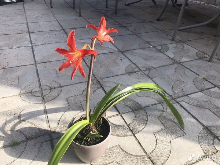 Гиппиаструм аморалис