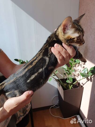 Бенгальские котята