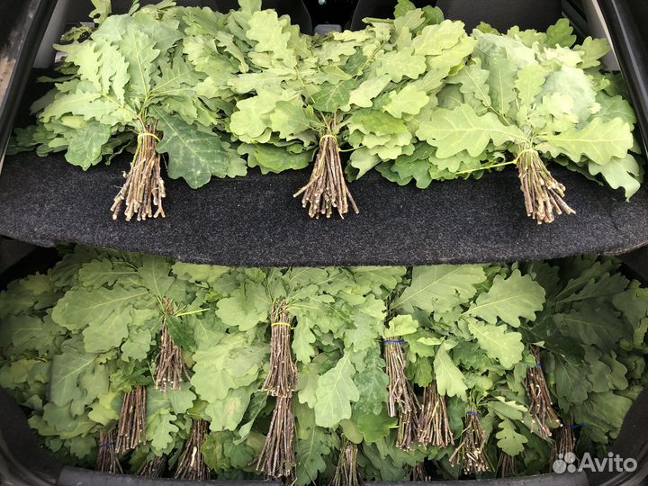 Заготовка веников для бани / дуб, береза, липа